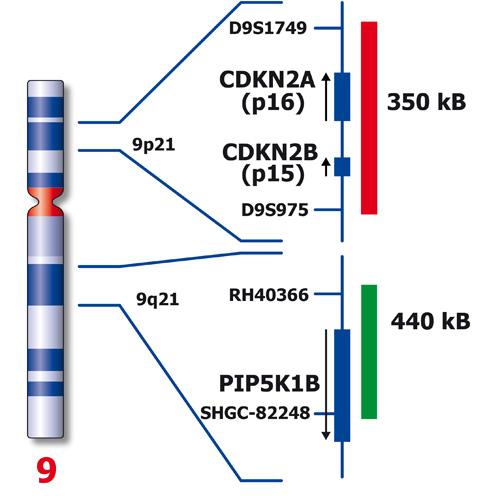 RUO - CDKN2A / 9q21 (9p21) - ISH Probes - Molecular Pathology